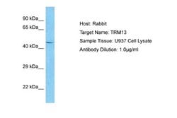 CCDC76 Antibody, Novus Biologicals 100 &mu;L; Unconjugated:Antibodies,